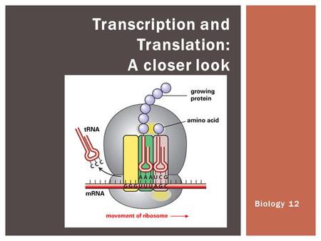 Biology 12 Transcription and Translation: A closer look.