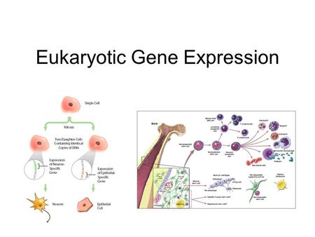 Eukaryotic Gene Expression. Introduction Every cell in a multi-cellular eukaryote does not express all its genes, all the time (usually only 3-5%) –Long-term.
