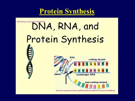 Protein Synthesis. DNA is in the form of specific sequences of nucleotides along the DNA strands The DNA inherited by an organism leads to specific traits.