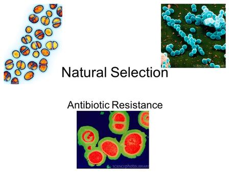 Natural Selection Antibiotic Resistance. What is Antibiotic Resistance? Watch the Video Clip about tuberculosis in Russian prisons Why is the Russian.