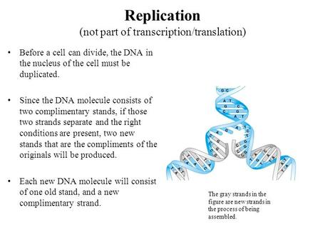 Replication (not part of transcription/translation) Before a cell can divide, the DNA in the nucleus of the cell must be duplicated. Since the DNA molecule.