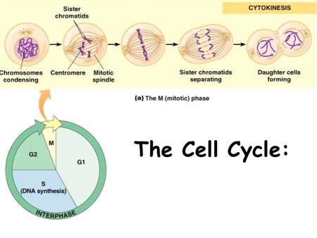 The Cell Cycle:. Why do cells divide? Reasons for Cell Division 1.Growth and Development (why you aren’t the same height as you were 10 years ago) 2.Repair/Replace.