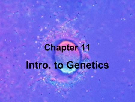 Chapter 11 Intro. to Genetics. Chap. 11-4 Meiosis Mitosis – division of body cells (somatic cells) End result - 2 cells identical to starting cell w/same.