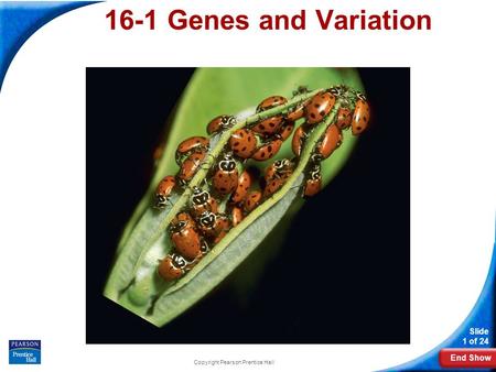 End Show Slide 1 of 24 Copyright Pearson Prentice Hall 16-1 Genes and Variation.