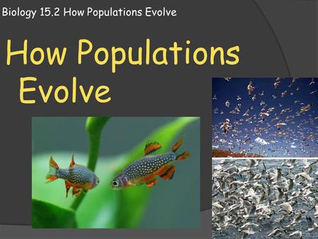 Biology 15.2 How Populations Evolve How Populations Evolve.