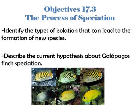Objectives 17.3 The Process of Speciation