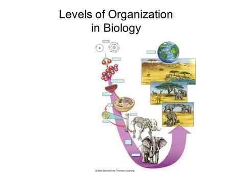 Levels of Organization in Biology. Fig. 1.08 Atoms HydrogenOxygen Cells Smallest level of organization living and non-living Example: Hydrogen Atom.