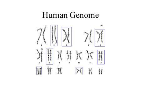 Human Genome.