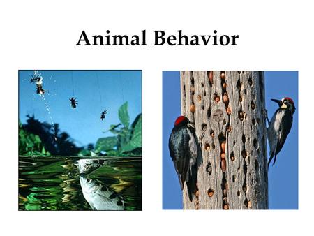 Animal Behavior. Objectives Define behavior Be familiar with the range of animal behavior Understand the methods that ethologists use to study behavior.