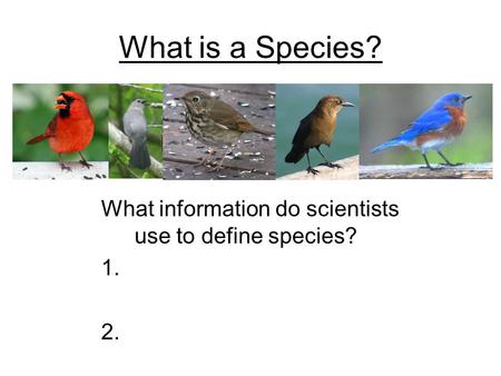 What is a Species? What information do scientists use to define species?