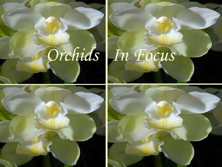 Orchids In Focus … We focus on the Lord our Creator the Maker of Heaven and Earth, He is always with us… Protecting us in the daylight and in the.