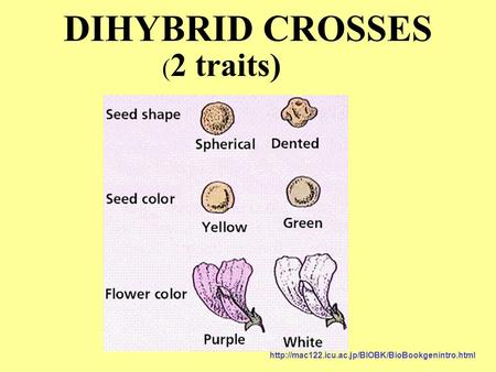 DIHYBRID CROSSES ( 2 traits)