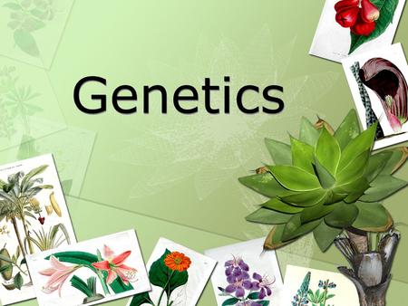 Genetics. Heredity – characteristics inherited from parents to offspring through genes Genetics - The study of genes and heredity.