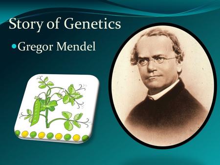 Story of Genetics Gregor Mendel. Genetic Problem Solving Each gamete has one gene for each trait. After fertilization the new organism has two genes.