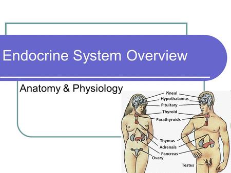 Endocrine System Overview