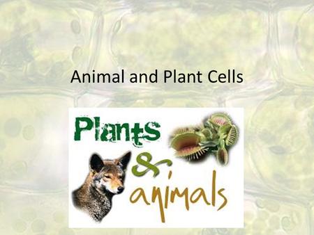 Animal and Plant Cells. Cell Theory States that: – All living things are made up of one or more cells – The cell is the smallest unit of life – All cells.