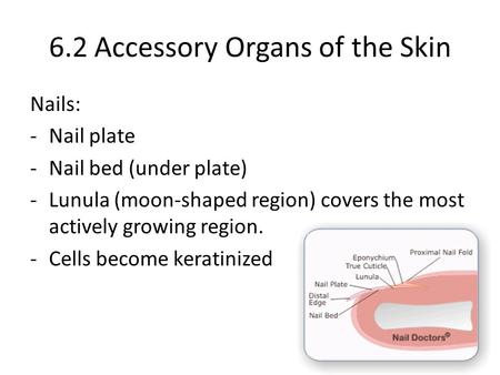 6.2 Accessory Organs of the Skin Nails: -Nail plate -Nail bed (under plate) -Lunula (moon-shaped region) covers the most actively growing region. -Cells.