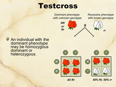 Testcross Dominant phenotype with unknown genotype Recessive phenotype