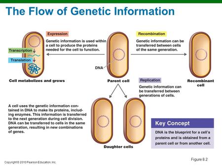 The Flow of Genetic Information