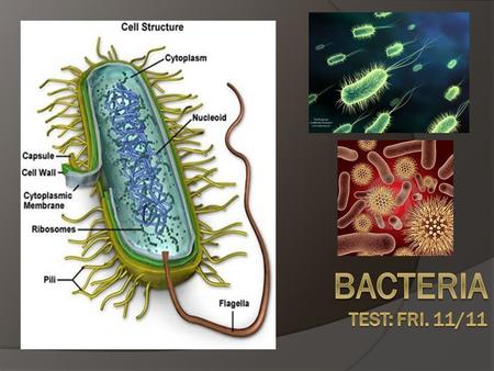 Bacterial Evolution  First living cells were prokaryotes Single celled, NO NUCLEUS  Change in Earths atmosphere 1 st living organism Archeobacteria.