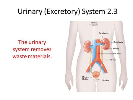 Urinary (Excretory) System 2.3 The urinary system removes waste materials.