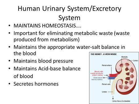 urinary system presentation