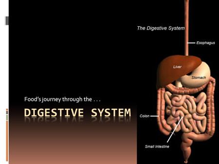 Food’s journey through the.... Types of Digestion  Mechanical – physically breaking food down into smaller pieces  This creates more surface area, so.