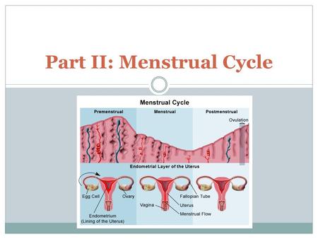 Part II: Menstrual Cycle. Facts about You As a fetus, you have more than 7 million eggs! At birth, 1-2 million are left At puberty, about 300,000 are.