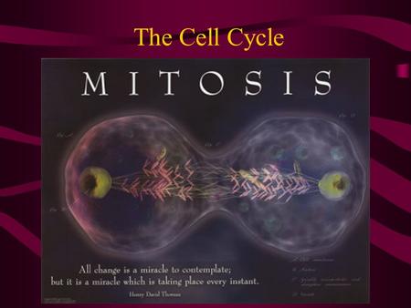 The Cell Cycle. Why are cells so small?? What limits the size of a cell?? –Most cells are between.002 -.2 millimeters.