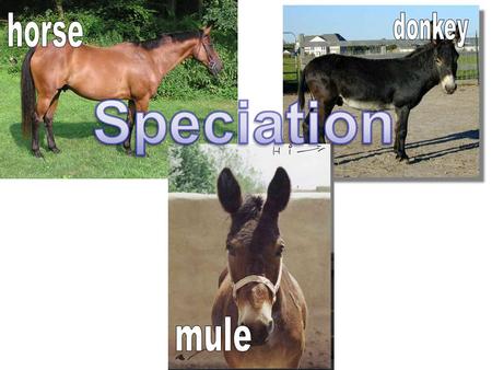 Speciation Defined: evolution of new species from an existing species Species: group of organisms that can interbreed and produce fertile offspring.