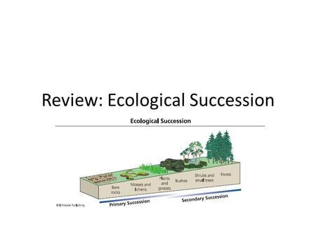 Review: Ecological Succession