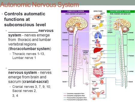 Autonomic Nervous System Controls automatic functions at subconscious level ______________ nervous system - nerves emerge from thoracic and lumbar vertebral.