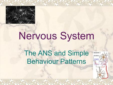 Nervous System The ANS and Simple Behaviour Patterns.