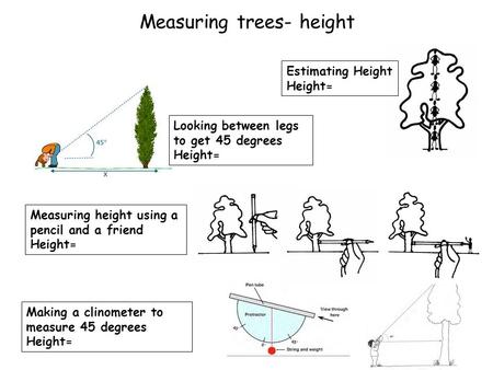 Measuring trees- height Estimating Height Height= Looking between legs to get 45 degrees Height= Measuring height using a pencil and a friend Height= Making.