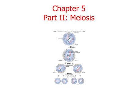 Chapter 5 Part II: Meiosis