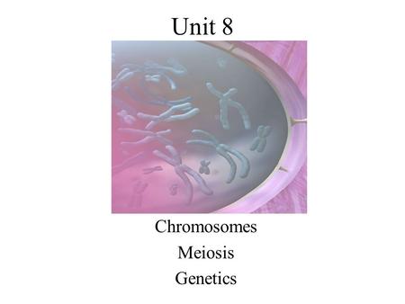 Unit 8 Chromosomes Meiosis Genetics. Review What is a chromosome? What is a gamete? When can chromosomes be seen in the nucleus of a cell? What is this.