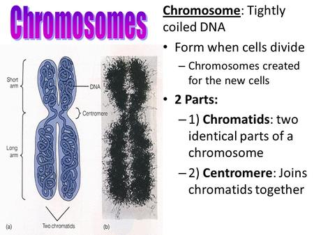Chromosomes Chromosome: Tightly coiled DNA Form when cells divide