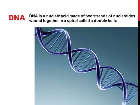 DNA DNA is a nucleic acid made of two strands of nucleotides wound together in a spiral called a double helix.