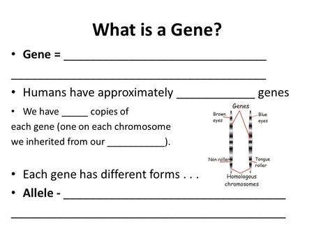 What is a Gene? Gene = _______________________________
