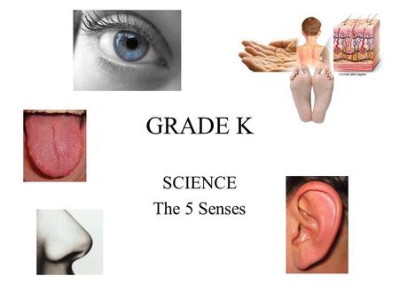 GRADE K SCIENCE The 5 Senses.