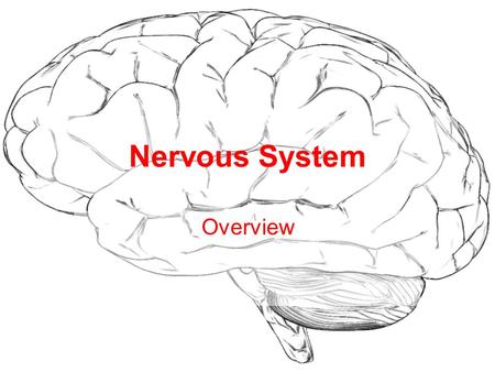 Nervous System Overview. Divided into Two Parts: Central (CNS) Peripheral (PNS)