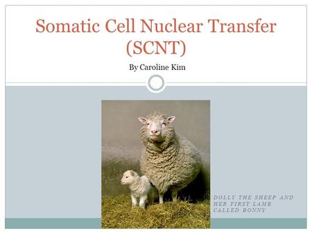 DOLLY THE SHEEP AND HER FIRST LAMB CALLED BONNY Somatic Cell Nuclear Transfer (SCNT) By Caroline Kim.