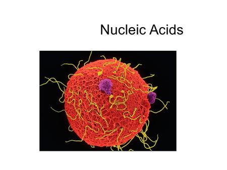 Nucleic Acids. We have studied three other sets of Macromolecules: Carbohydrates, lipids, & proteins The 4 th macromolecule used by organisms: Nucleic.