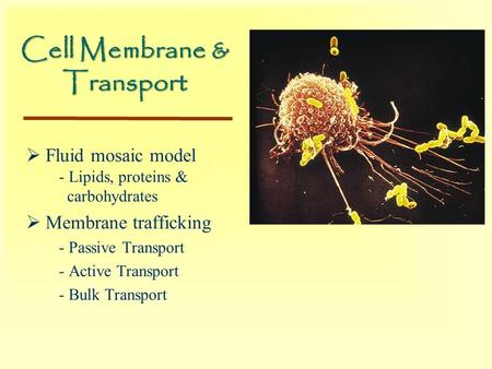 Cell Membrane & Transport  Fluid mosaic model - Lipids, proteins & carbohydrates  Membrane trafficking - Passive Transport - Active Transport - Bulk.