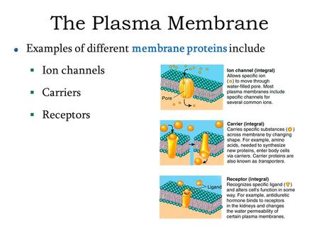 The Plasma Membrane Examples of different membrane proteins include  Ion channels  Carriers  Receptors.