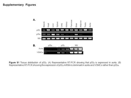 Adipose PancreasAorta MuscleHeart Liver LungKidney Testis Spleen Brian 18S p55 γ p55 α Figure S1 Tissue distribution of p55 . (A) Representative RT-PCR.