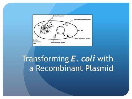 Transforming E. coli with a Recombinant Plasmid. What is biotechnology? Employs use of living organisms in technology and medicine Modifying living organisms.