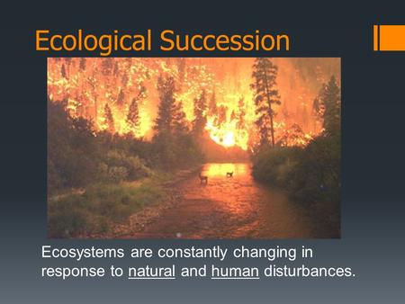 Ecological Succession Ecosystems are constantly changing in response to natural and human disturbances.