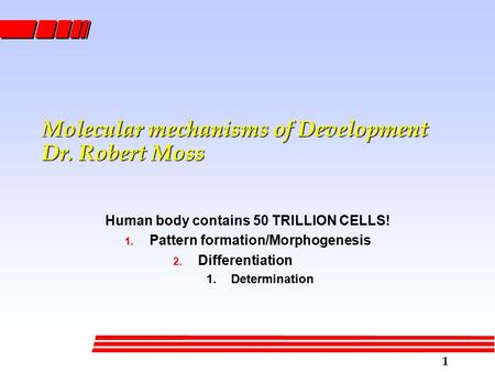 1 Molecular mechanisms of Development Dr. Robert Moss Human body contains 50 TRILLION CELLS! 1. Pattern formation/Morphogenesis 2. Differentiation 1.Determination.