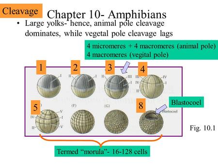 Chapter 10- Amphibians Large yolks- hence, animal pole cleavage dominates, while vegetal pole cleavage lags 123 4 micromeres + 4 macromeres (animal pole)